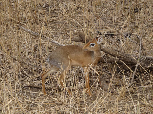 Ein Dik-Dik. Diese kleine und sehr scheue Antilope sehen wir selten.
