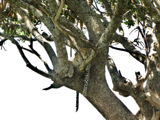 Baum-Leopard im Serengeti-Nationalpark.