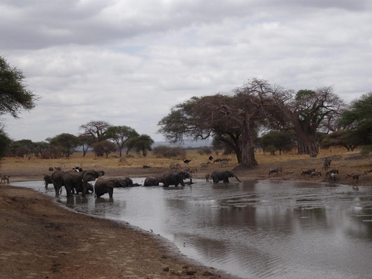 Reichhaltiges afrikanisches Tierleben an einer Wasserstelle.