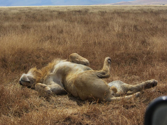 Ein Löwenmännchen beim Verdauen in der Mittagshitze direkt neben der Piste im Ngorongoro-Krater.