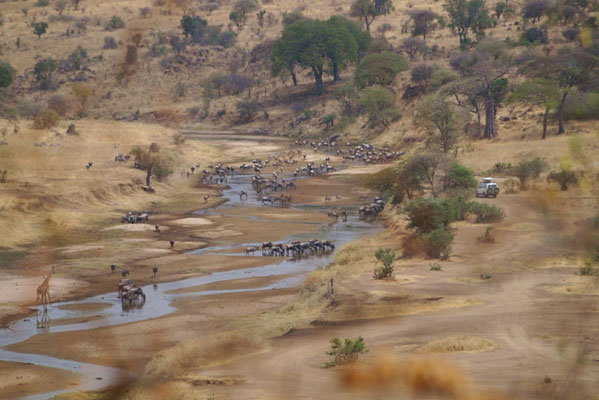Zur Mittagszeit sammeln sich die Tiere mitunter in großer Anzahl am Tarangire.