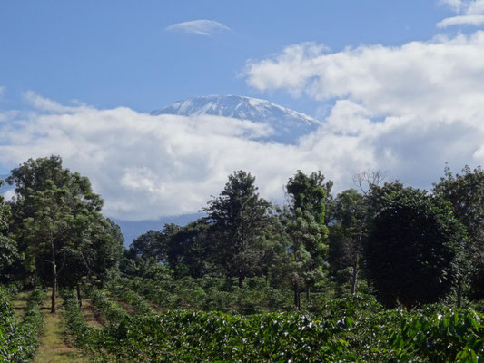 Beim sonntaeglichen Morgenspaziergang durch die Kaffeeplantagen habe ich IHN bei dieser Reise zum ersten Mal gesehen! Er war sonst immer in den Wolken.