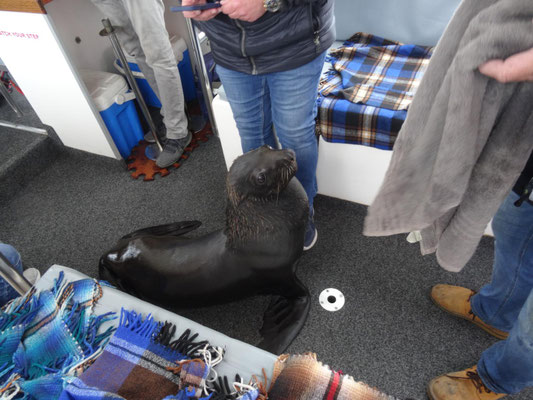 Walfishbay: Bei Schiffstouren werden gerne Tiere mit Futter an Bord gelockt. Dieser Seelöwe lies sich sogar anfassen.