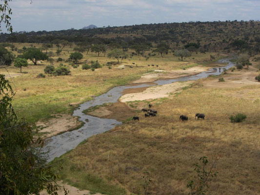 Elefanten am Tarangirefluß, der in der Trockenzeit nur wenig Wasser führt, aber trotzdem viele Tiere anlockt.