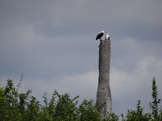 Seeadlerpärchen am Ufer des Rufiji.