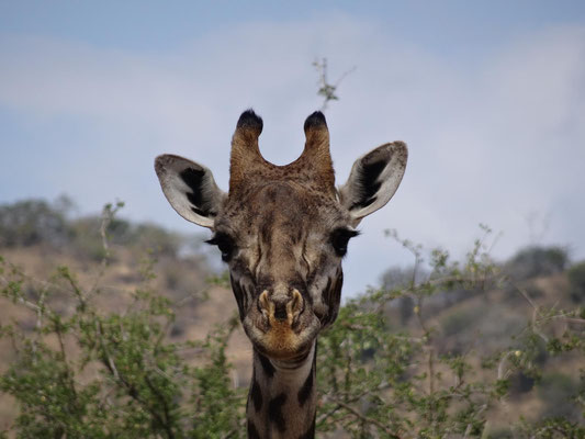 Giraffen waren bei Kontakt mit uns die entspanntesten Tiere. Anders als in alteingesessenen Parks fluechteten Tiere bei unseren Auftauchen oftmals.