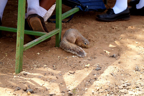 Ein afrikanisches Eichhörnchen hat seine Scheu vor den Menschen fast vollständig verloren und sucht zwischen den Beinen der Schüler nach Essensresten.