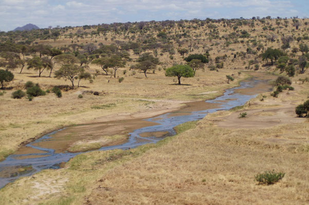 Tarangire im Sommer 2015.