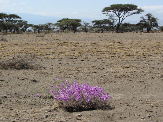 Ein einsamer violetter Farbklecks in der verbrannten Erde der Vor-Serengeti.