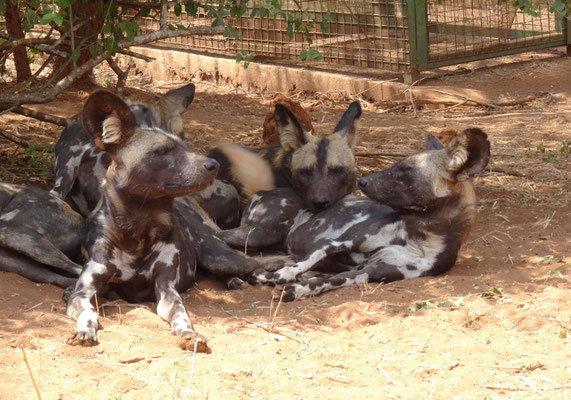 Die Tiere leben in Familiengruppen und zeigen ein stark ausgepraegtes Sozialverhalten.