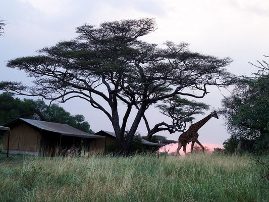 Besuch im Serengeti-Camp: ein Giraffenbulle sucht sein Adendessen.