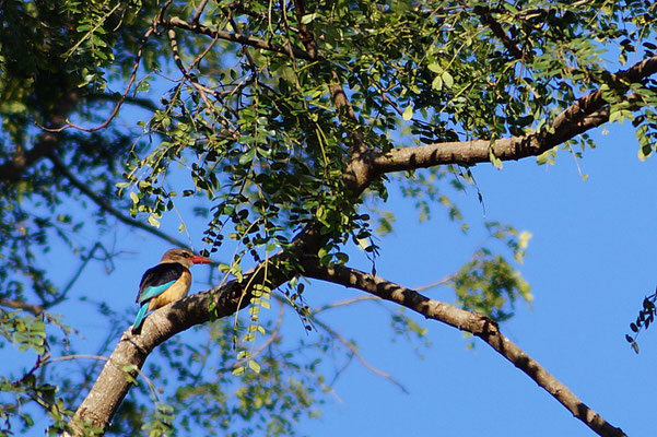 Ein Waldeisvogel auf dem Schulgelaende der Kishumundu Secondary School.