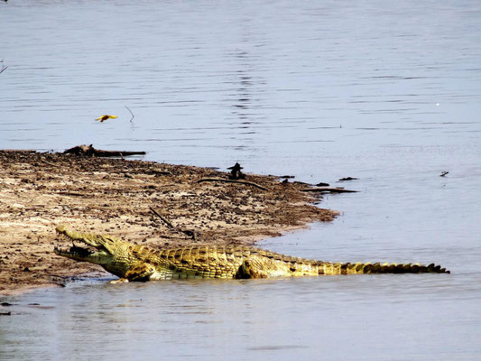 Der Rufiji ist ein Paradies für Krokodile und viele andere Wassertiere.