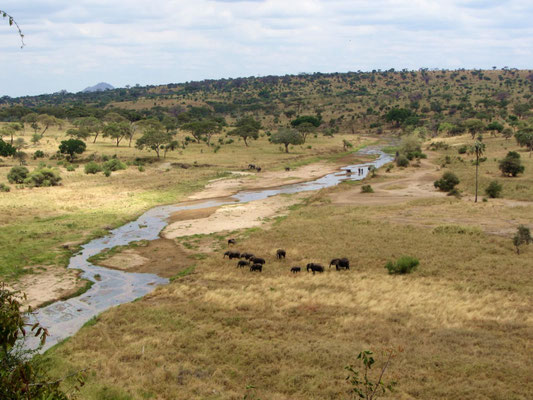 Tarangire im Sommer 2012.
