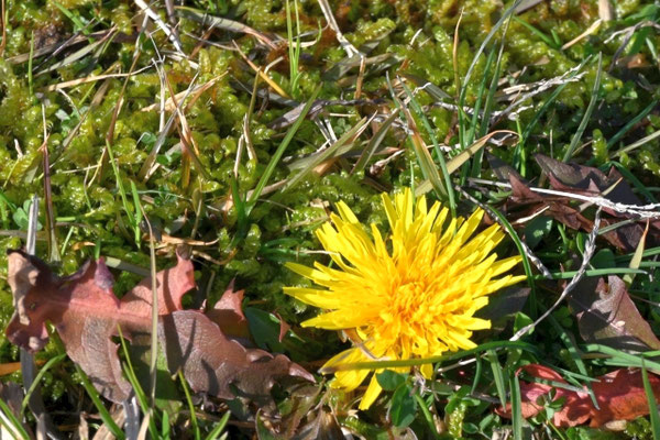 何と公園内の芝生にはタンポポの花がいくつも咲いていた。