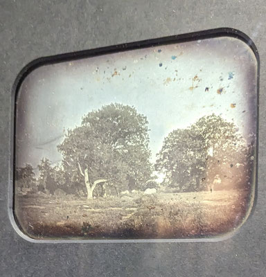 Anonyme, daguerréotype, Grands Chênes, forêt de Fontainebleau (?), vers 1845 (Musée d'Orsay, Paris).