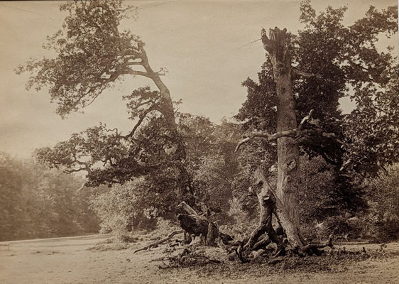Charles Bodmer, Forêt de Fontainebleau, avant 1874 (Musée d'Orsay, Paris).
