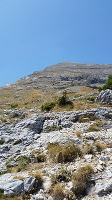 Oberhalb der Baumgrenze - die Spitze ist schon in Sicht