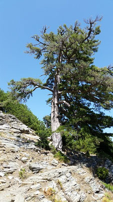 Riesige Bergkiefern auf dem Weg auf den Profiti Elias