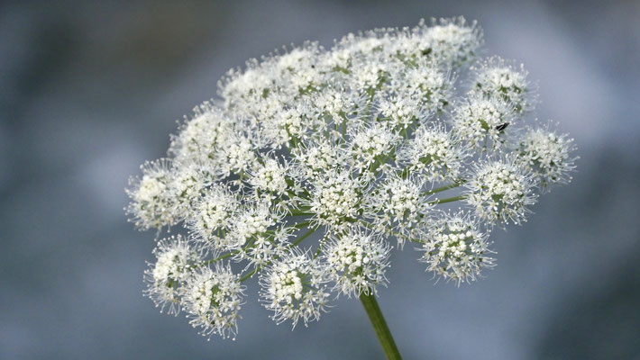 Fleur, Argentières,  Chamonix, F, 