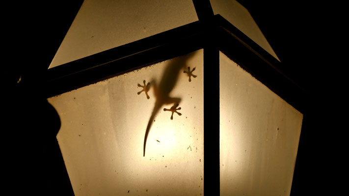  Gecko dans lampadaire , terrasse Hotel Mozart, Via dei Greci, 23, 00187 Rome, Italie, It,
