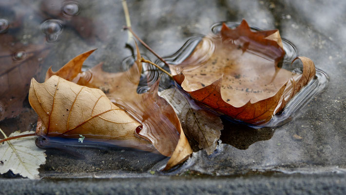 Feuilles, Canal Saint Martin, 75010 Paris, F,