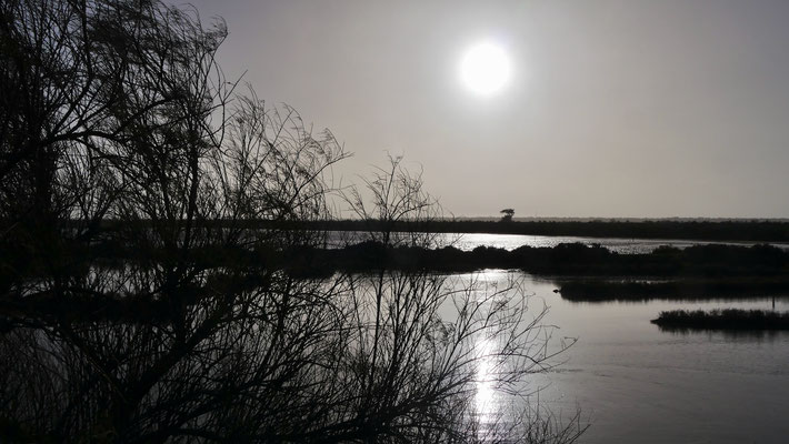 Marais salants,  Les Portes en Ré, Ile de Ré, Charente Maritime, F, (5)