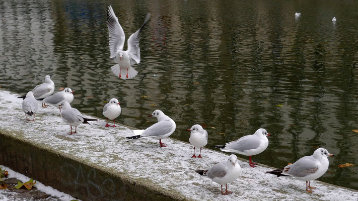 Mouettes, Canal Saint Martin, Paris, F, P1160085.JPG