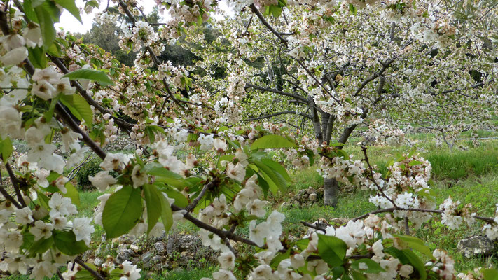 Cerisier en fleur, Les Adrechs, Ampus,  F, 