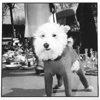 Chien, Puces de Vanves, Paris, F,  P1020112, 6X6