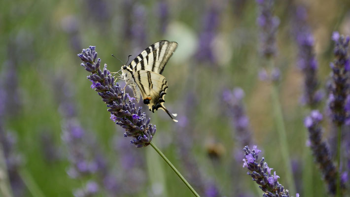 Papillon sur lavandes, les Adrechs, Ampus, F,
