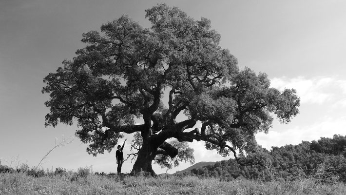 Mâ, chène liège, Massif des Maures, F,Version 2