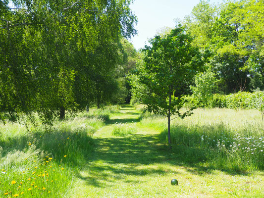 Frisch gemäht, der Weg durch die Wildwiese