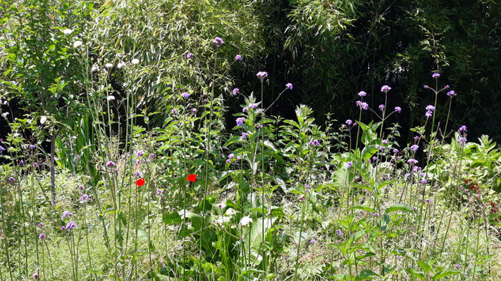 07.06. Wildnis im ehemaligen Permakulturbett - mit violett blühendem Eisenkraut