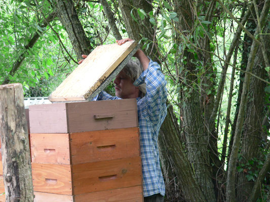 17.06. Gérald kommt nach den Bienen schauen