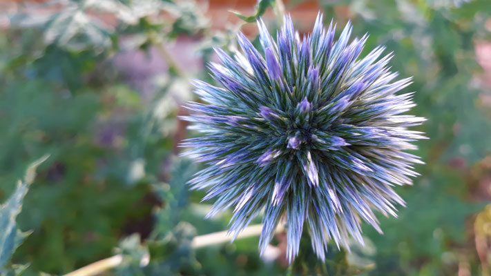 08.07. Blaue Kugeldistel