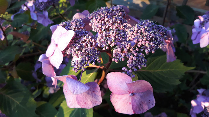 20.06. Eine zauberhafte Hortensie