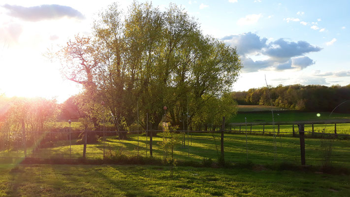 15.04. Die Weiden im Schafsgehege