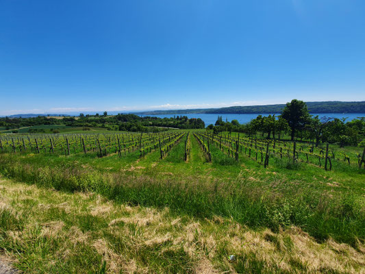 Blick zum Bodensee