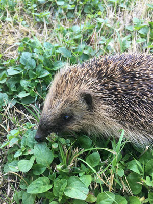 der kleine Igel