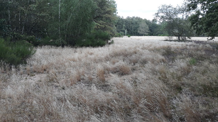 In den Dünen bei La Truchère