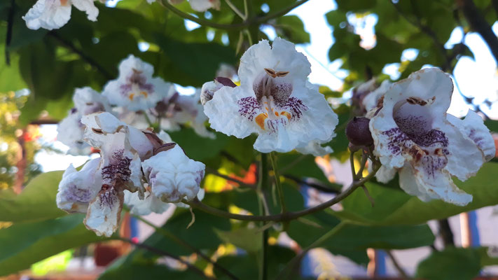 20.06. Die Blüten der Catalpa - Bohnenbaum - steht bei der Gitane