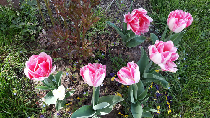 12.04. Die Tulpen blühen in diesem Jahr über Wochen