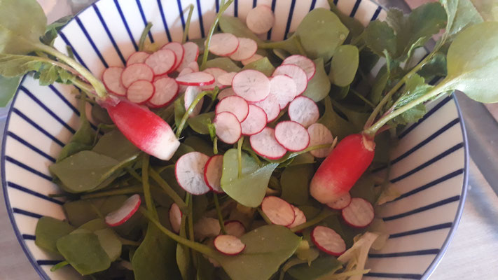 Ah, der erste frische Salat aus dem Garten (Gewächshaus)