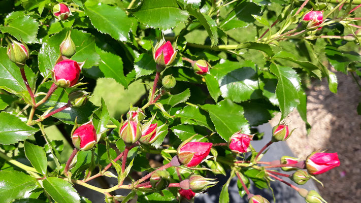 03.06. Das Rosenbäumchen steht in den Knospen