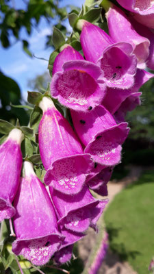 03.06. Herrlich blühende Digitalis