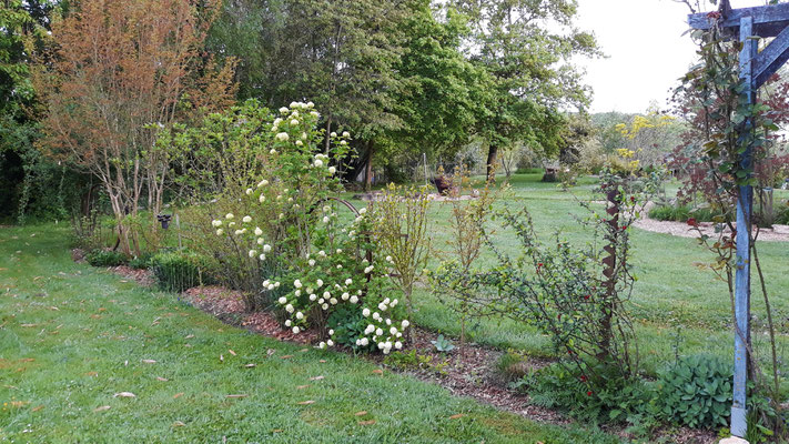 26.04. Das Blumenbeet mit blühendem Schneeball