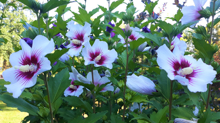 19.07. Weisse Hibiskusblüten