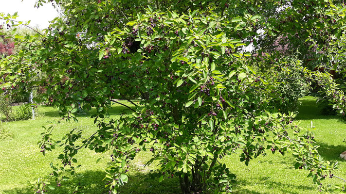 07.06. Die Felsenbirne ist voller Früchte