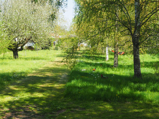 Der Weg mitten durch die Wiese